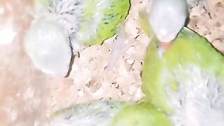 Parrot kids 2