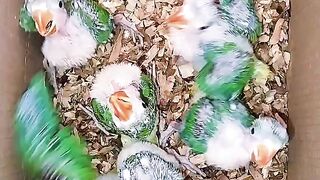 Children of parrot