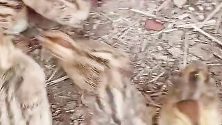 Kids of birds