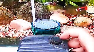 Best aquarium fish