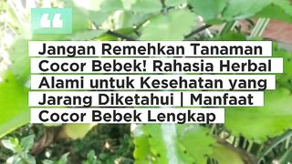 Jangan Remehkan Tanaman Cocor Bebek! Rahasia Herbal Alami untuk Kesehatan yang Jarang Diketahui
