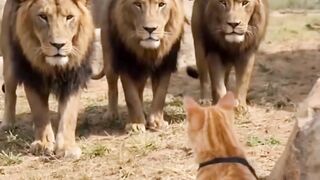 oyen nihh boss???? - Tigerasia88