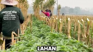 Petani di Tiongkok memaksimalkan lahan sempit