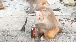Funy animal 3
