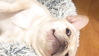 funy animal 2