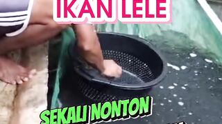 Kapan sortir pertama ikan lele Sekali nonton faham