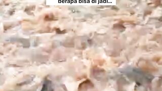 AWAS❗Jangan salah pilih pelet saat ngasih makan lele