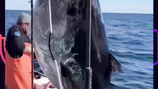 Kenapa sih kita gak bisa beli ikan tuna dalam keadaan hidup-hidup? ????????