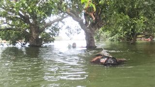 কতো সুন্দর তাই না