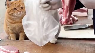 Funy animal 4