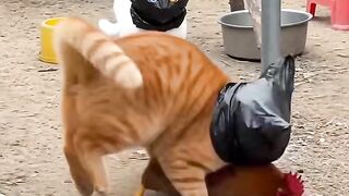 Funy animal 5