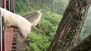 Golden Retriever Mom and Puppy Save a Train