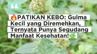 Gulma Kecil yang Diremehkan, Ternyata Punya Segudang Manfaat Kesehatan!