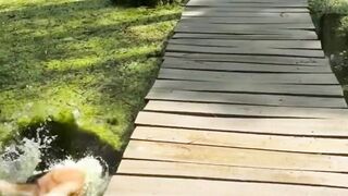 Smart Dog vs. Slower Dog: Ultimate Dog Compilation