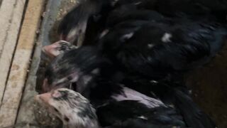 Beternak ayam skala rumahan