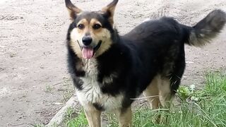 Smart dog takes center stage