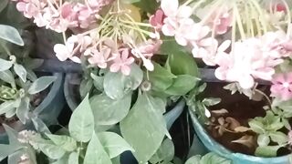 My garden looks