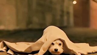 Gadis ini otomatis berubah jadi anjing setiap tengah malam tiba