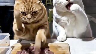 Funy cat 15