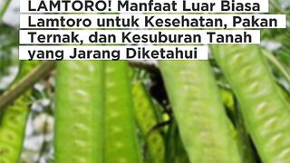 RAHASIA TANAMAN LAMTORO! Manfaat Luar Biasa Lamtoro untuk Kesehatan, Pakan Ternak, dan Kesuburan Tanah yang Jarang Diketahui