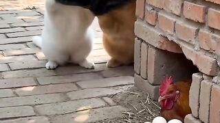 Funy cat 16