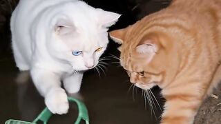 Funy cat 17