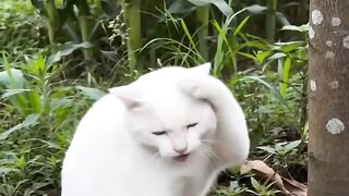 Funy cat 18