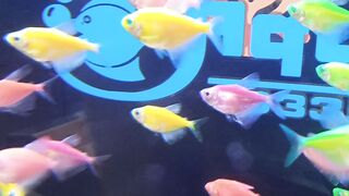 Beautiful little fish