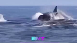 Bukan Hasil CGI! Penampakan 'Ghost Orca' Langka di Perairan Jepang Sukses Bikin Takjub Dunia