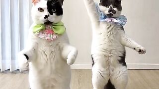 Funy cat 19