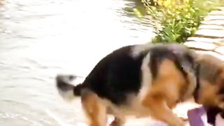 German Shepherd Saved Her Seconds Before