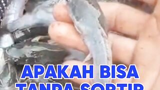 Jika tebar bibit ukuran 7-9 dikolam tanah apakah bisa tanpa sortir❓