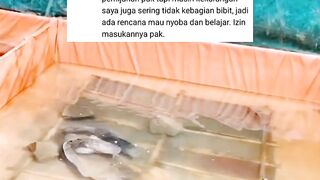 Berapa biaya operasional pemijahan sepasang induk lele❓