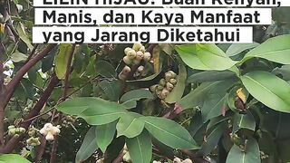 Manfaat buah lilin hijau