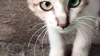 meoww