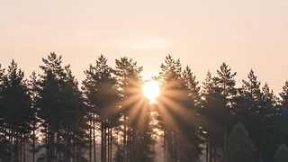 Nature's Peaceful Morning ????✨