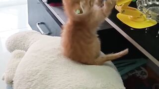 Cats and Chickens: A Chaotic Friendship