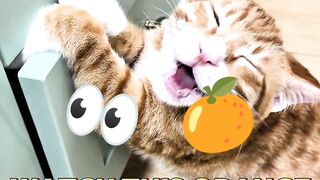 This orange cat is trapped
