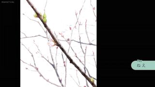 Awajima Hyakkei Episodes 9