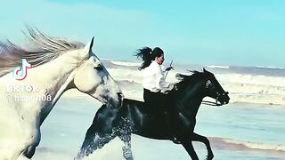 Beautiful Horse 4