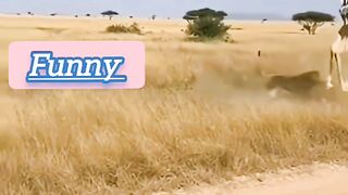 animals funny video