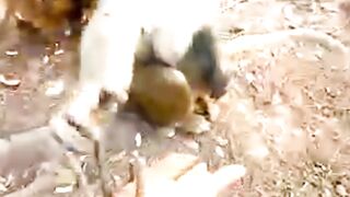 These Monkeys' Just Wants Food