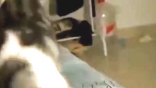 Funny Dogs and Funny Cats #cat #dog #funnydogs #funnycats #cutedogs #cute #cutecats