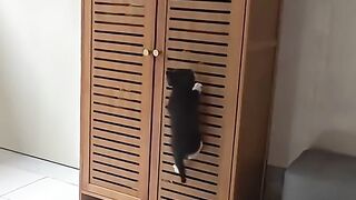 Amazing cats 44