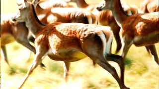 A herd of deer is running through the deep forest