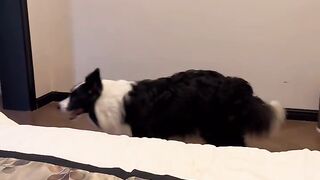 ​My Everyday Adventures with an Indoor Chicken and a Fluffy Border Collie