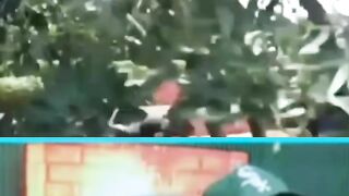 funny videos 462