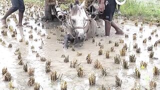 ঘোড়াটির কষ্ট কেউ বুঝতে চায় না!