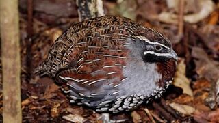 Partridge sounds that will give you the feeling of a real journey into the fresh air