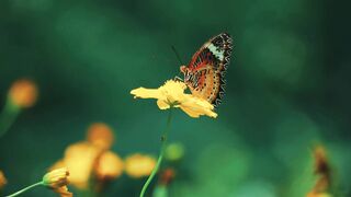 Beautiful Butterfly Resting on Colorful Flowers | Relaxing Nature Video in 4K